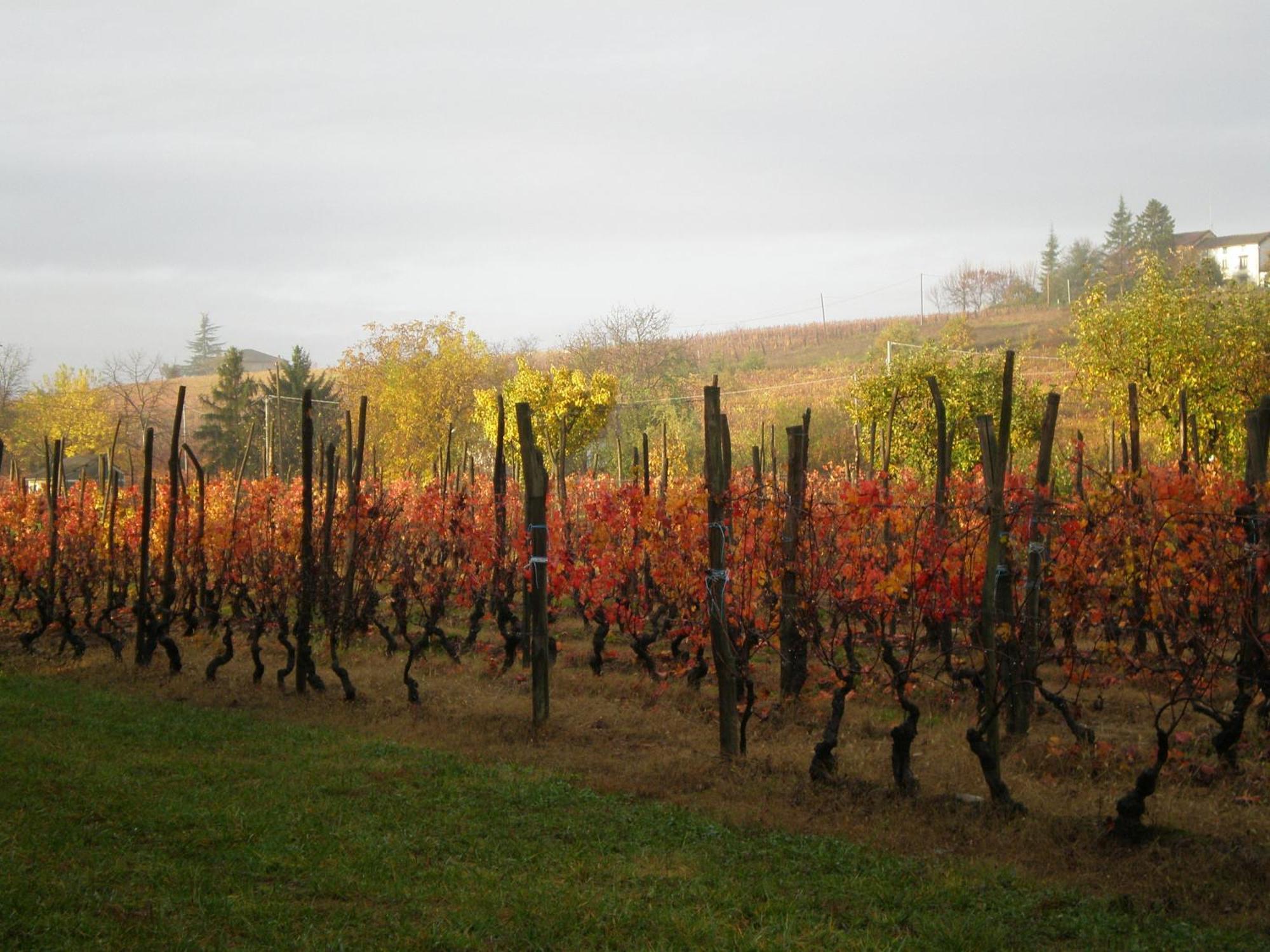 Cascina La Maddalena Bed & Wine Βίλα Rocca Grimalda Εξωτερικό φωτογραφία